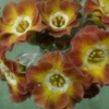 Auricula Winifred - Abriachan Nurseries